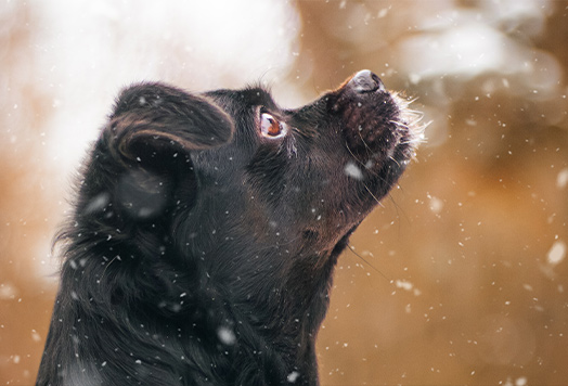 Schwarzer Hund im Schnee – zweite Perspektive