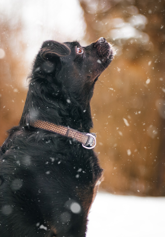 Schwarzer Hund im Schnee – Fotografie