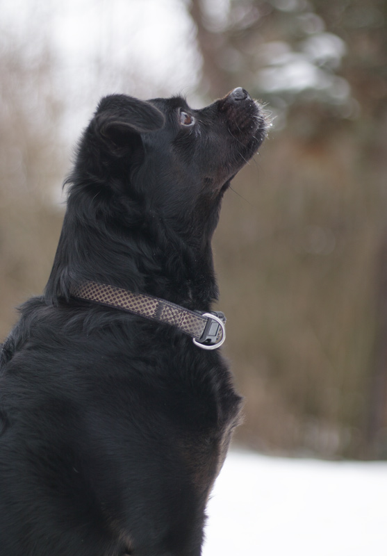 Schwarzer Hund im Schnee im Profil – Fotografie